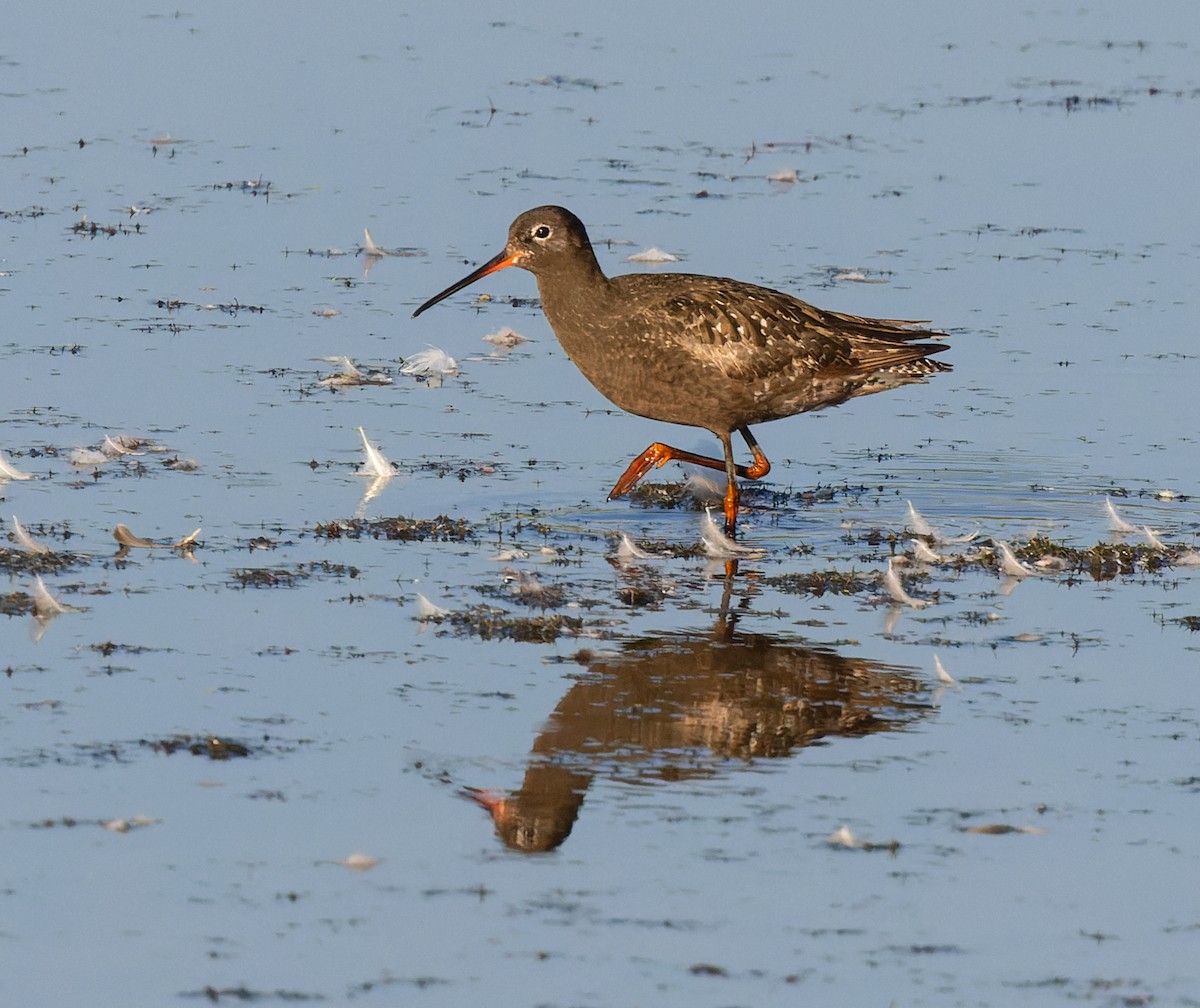 Spotted Redshank - ML640163302