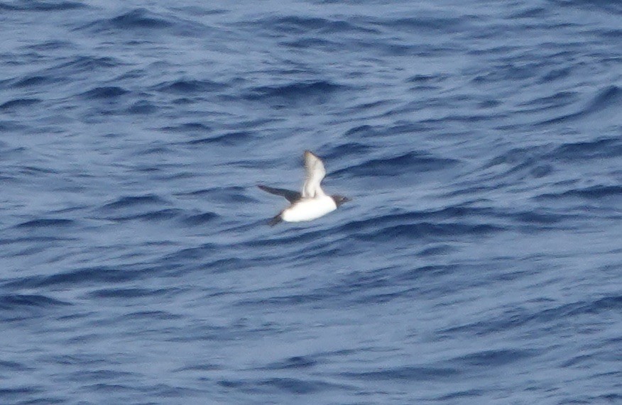 large alcid sp. - ML640163328