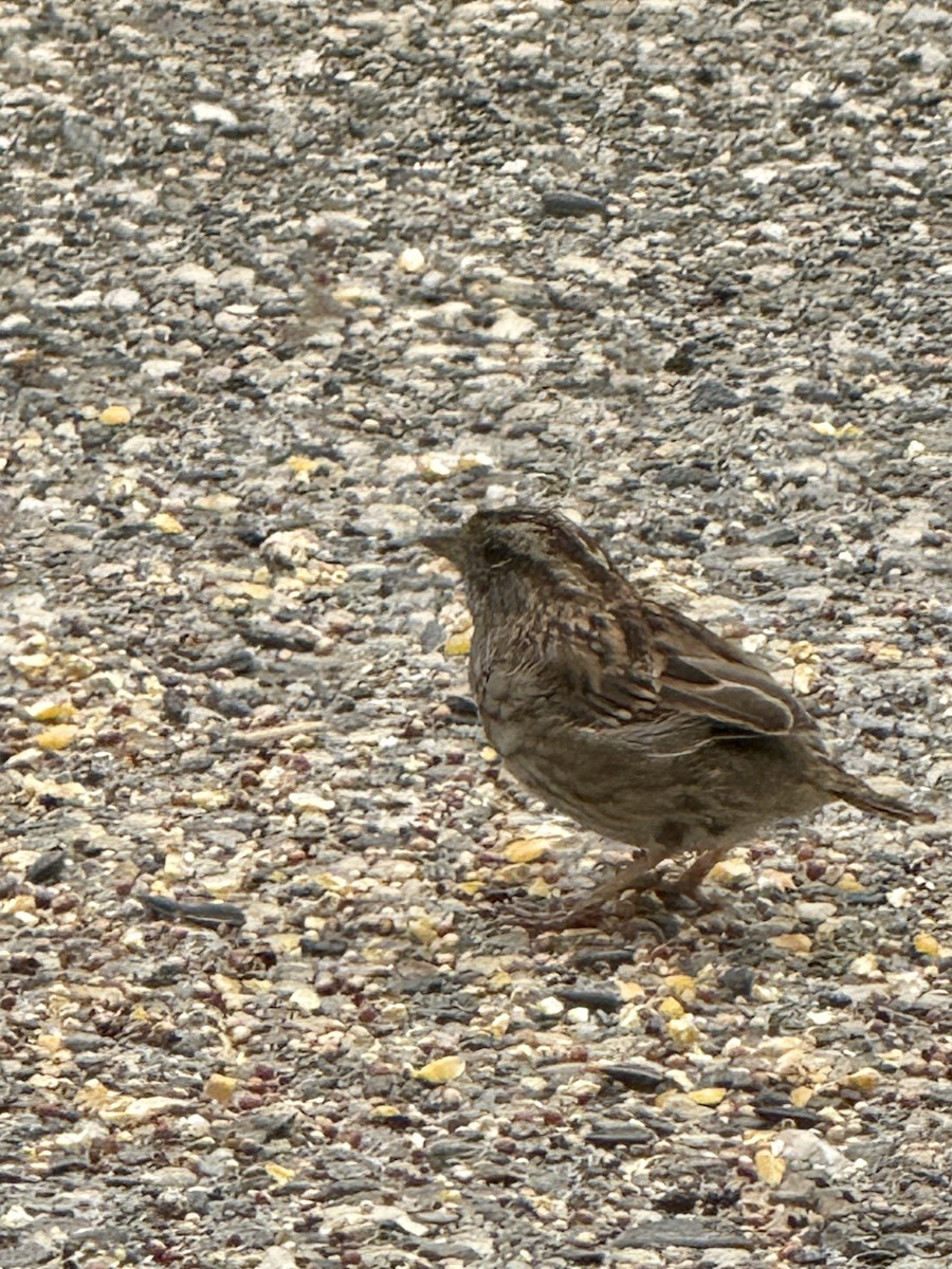 White-throated Sparrow - ML640163349