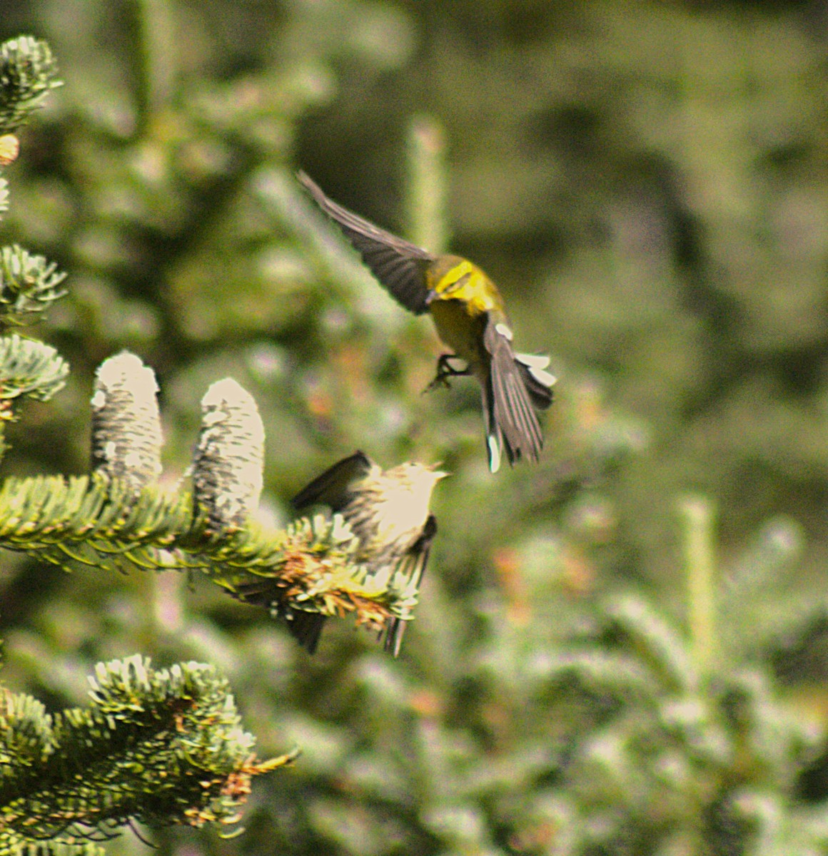 Townsend's Warbler - ML640163363