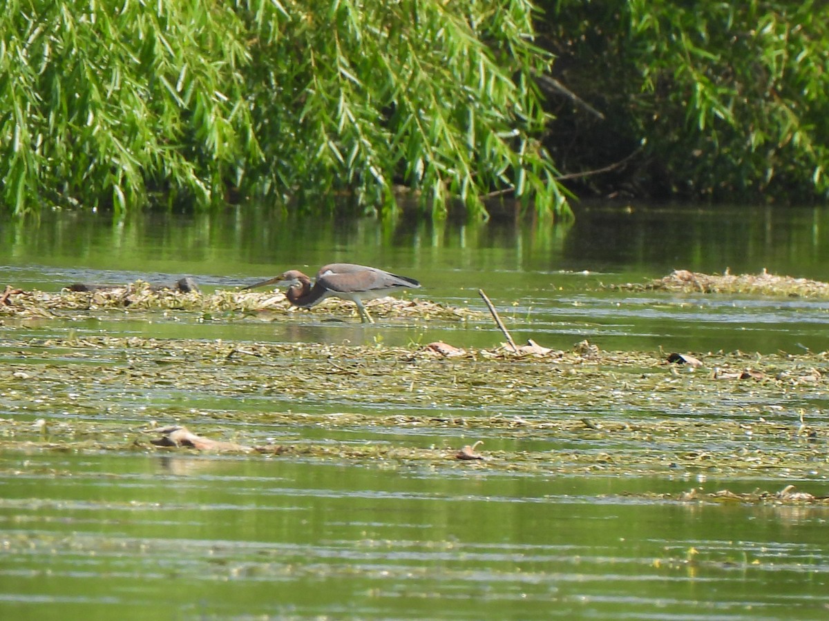 Tricolored Heron - ML640163377