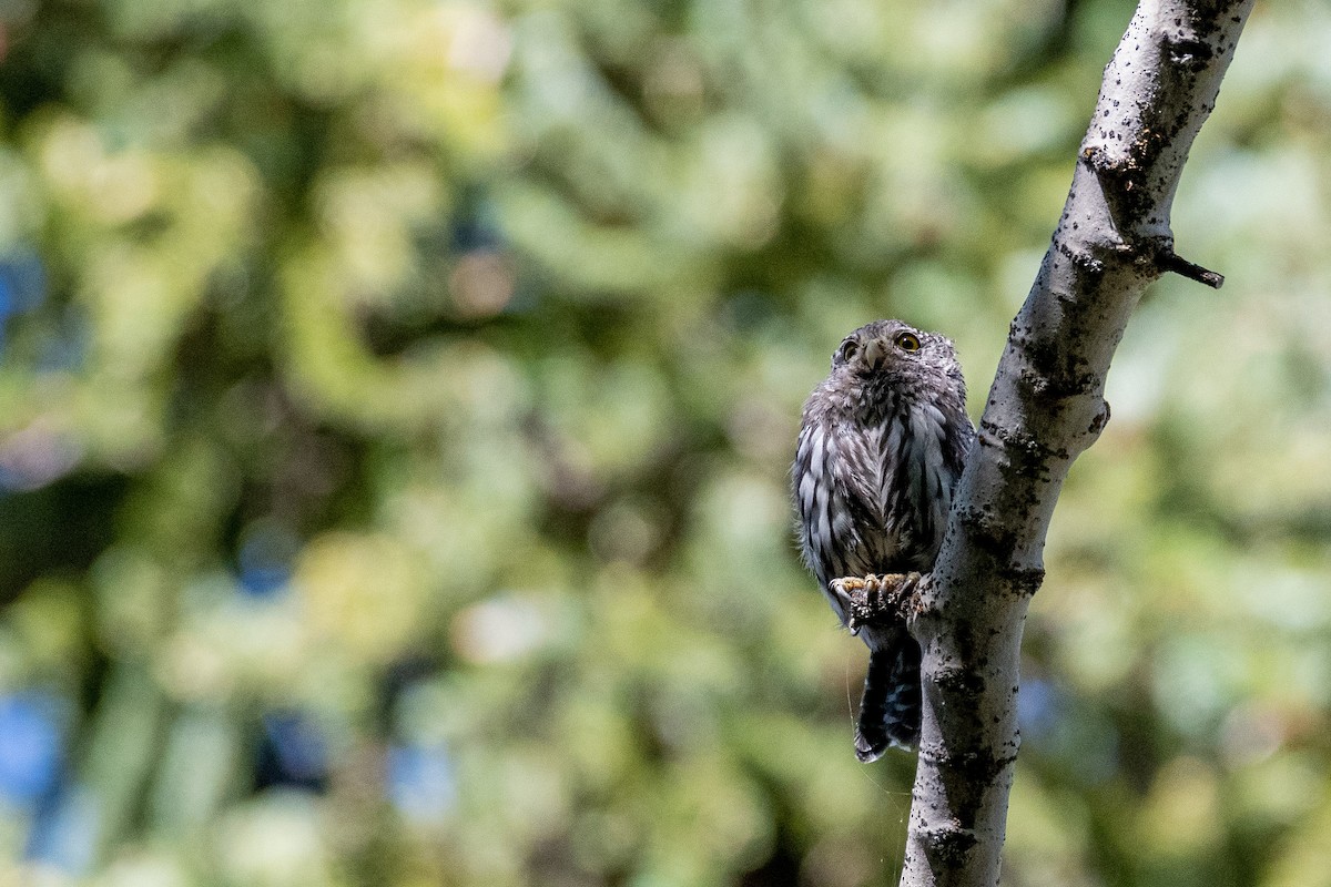 Northern Pygmy-Owl - ML640163384
