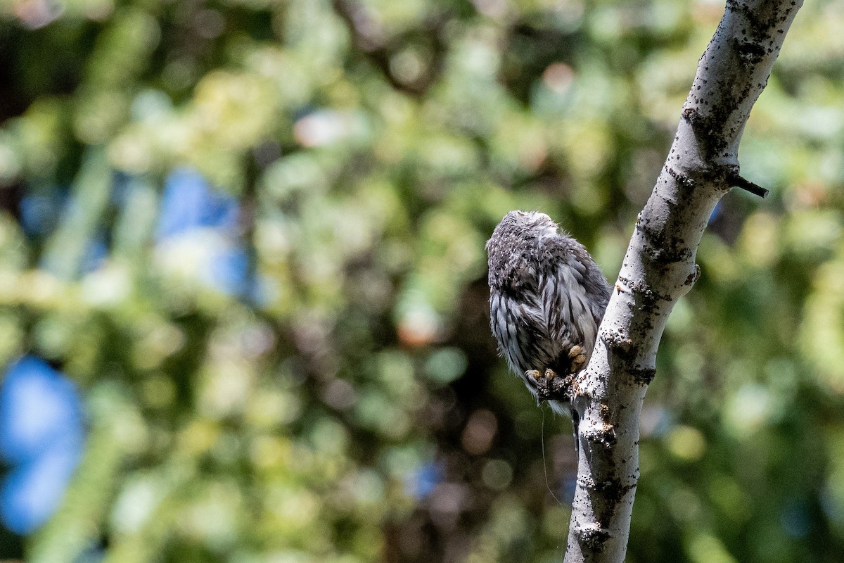 Northern Pygmy-Owl - ML640163385
