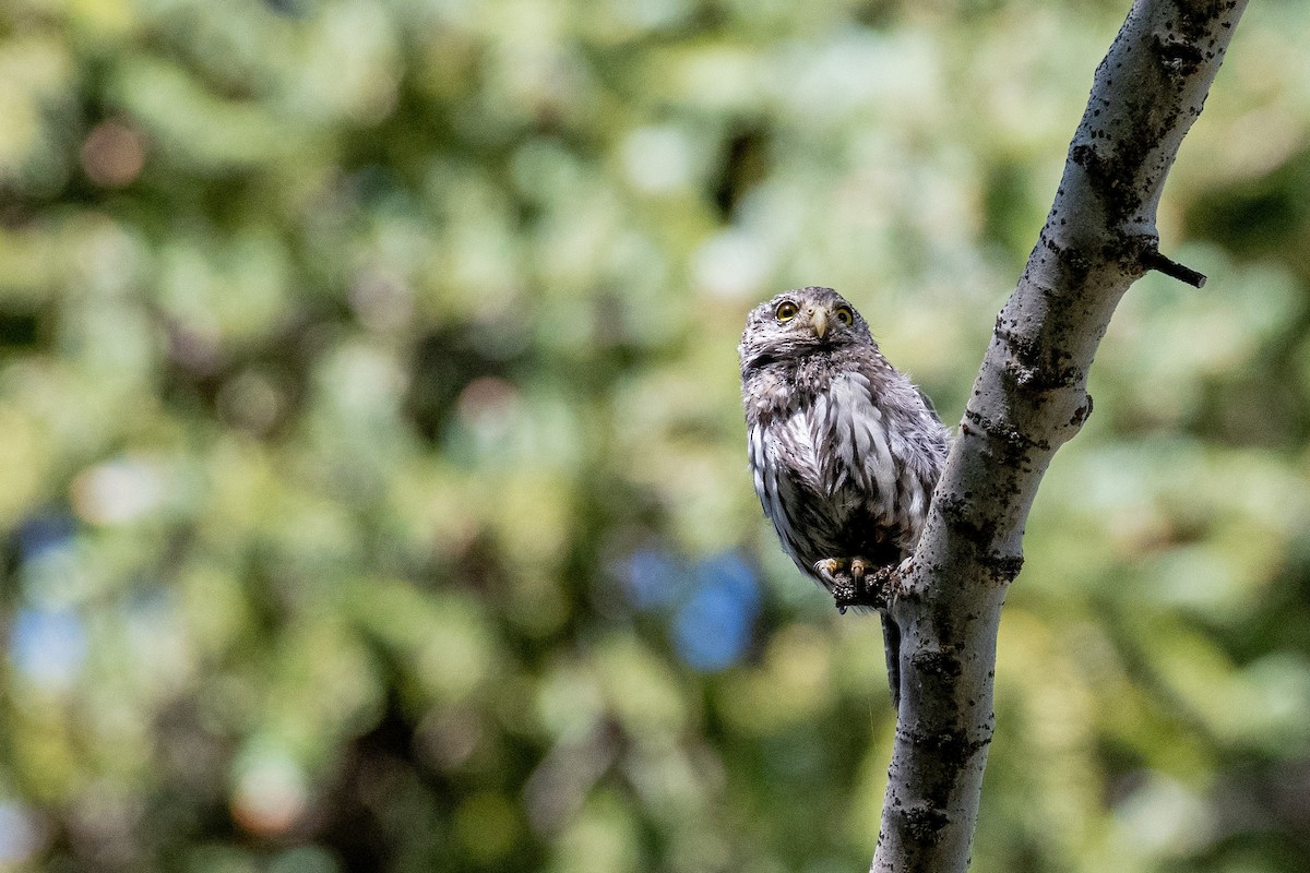 Northern Pygmy-Owl - ML640163386