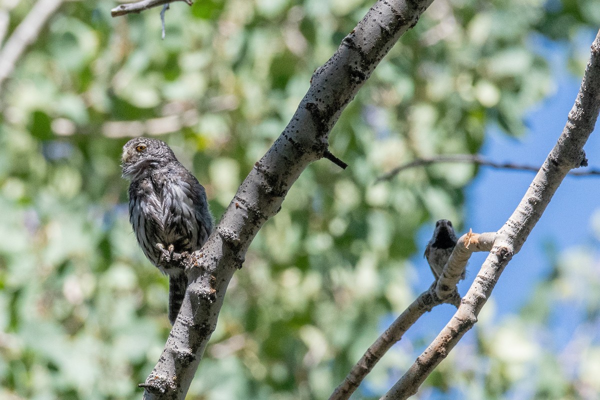 Northern Pygmy-Owl - ML640163387