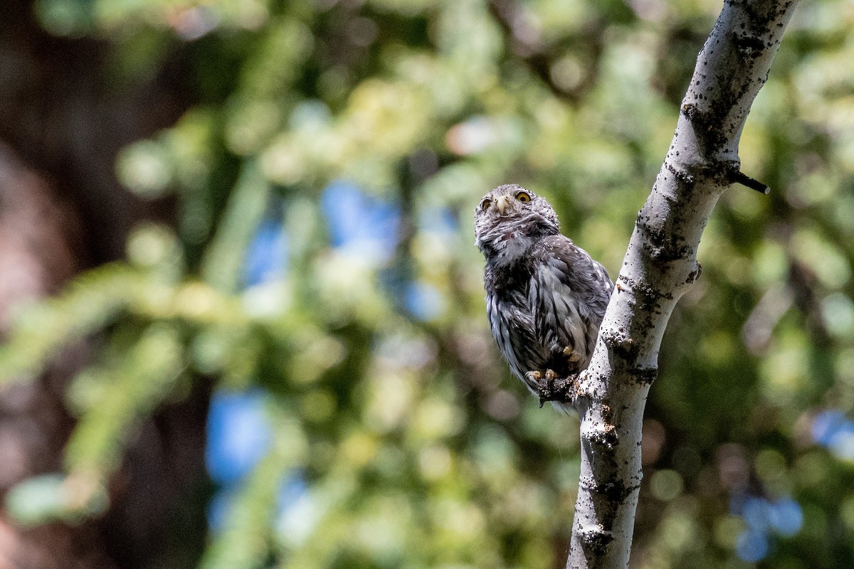Northern Pygmy-Owl - ML640163390