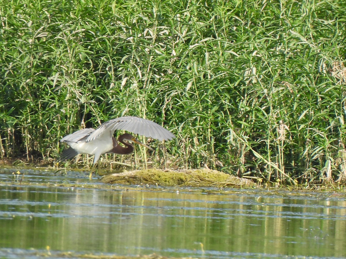 Tricolored Heron - ML640163393