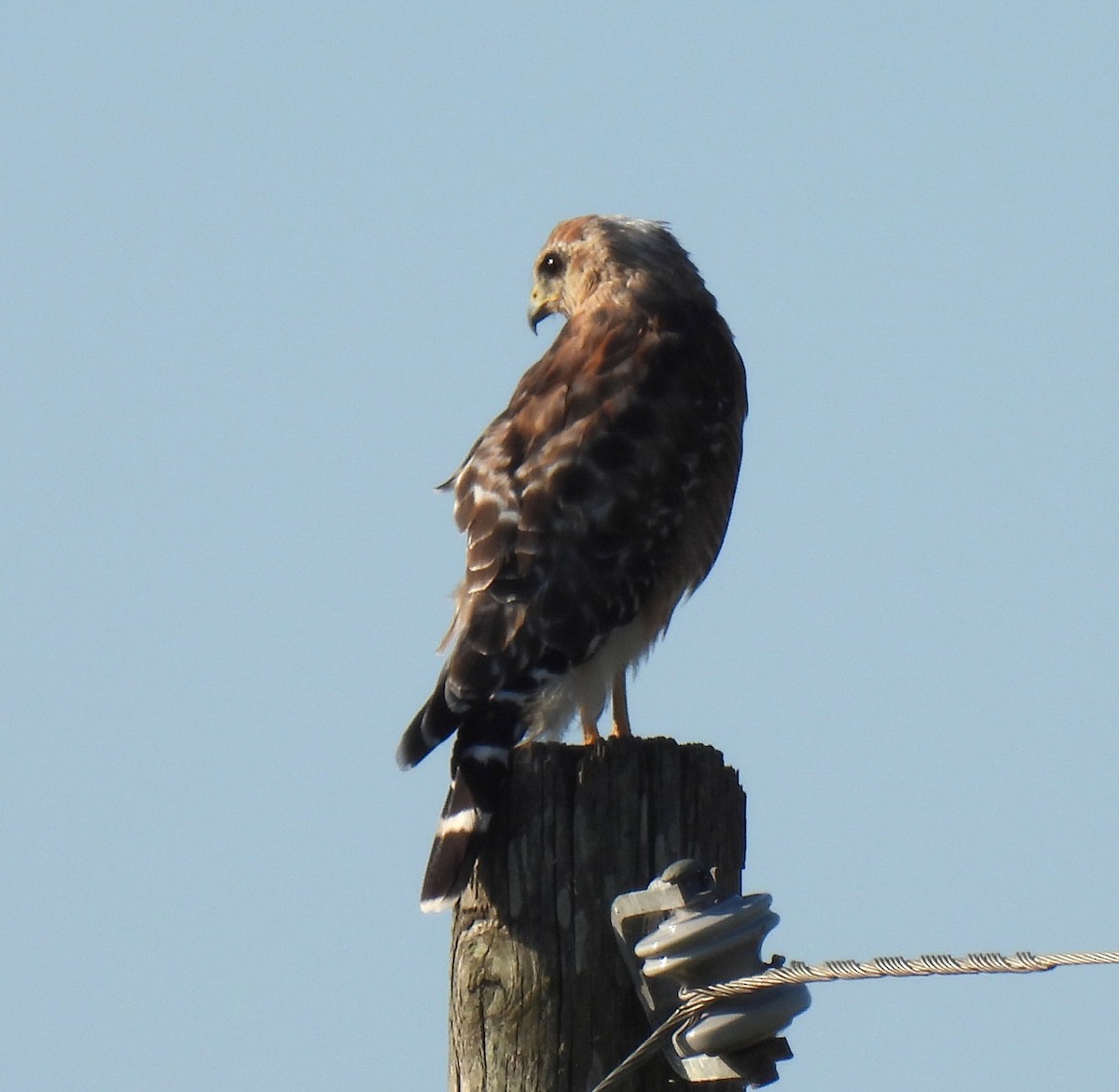 Red-shouldered Hawk - ML640163394
