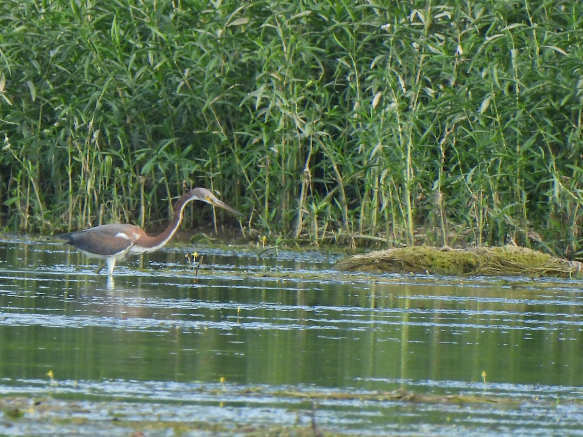 Tricolored Heron - ML640163404