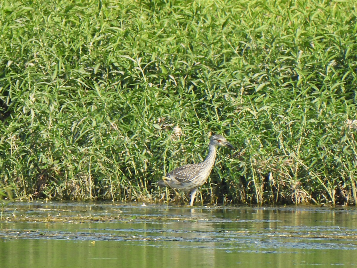 Yellow-crowned Night Heron - ML640163446