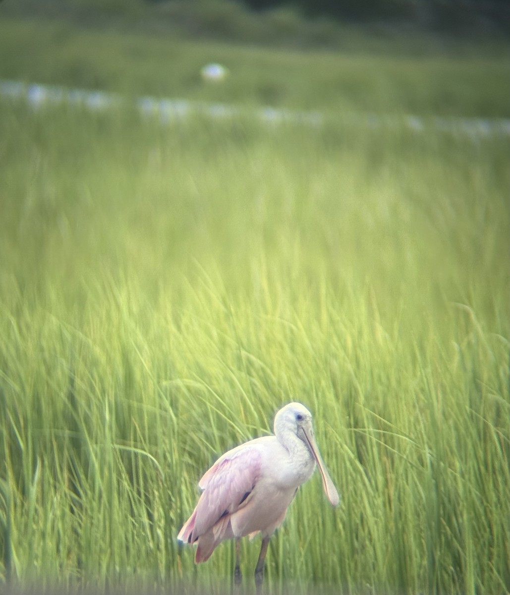 Roseate Spoonbill - ML640163463