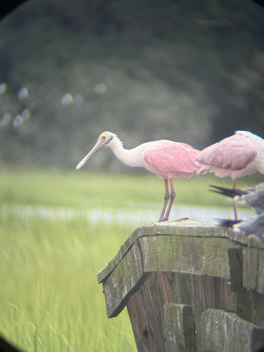 Roseate Spoonbill - ML640163464