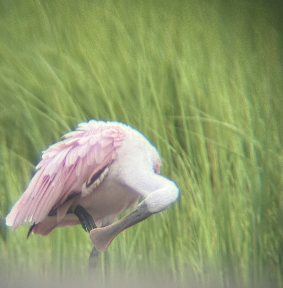Roseate Spoonbill - ML640163465