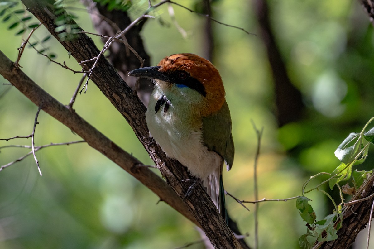 Russet-crowned Motmot - ML640163530