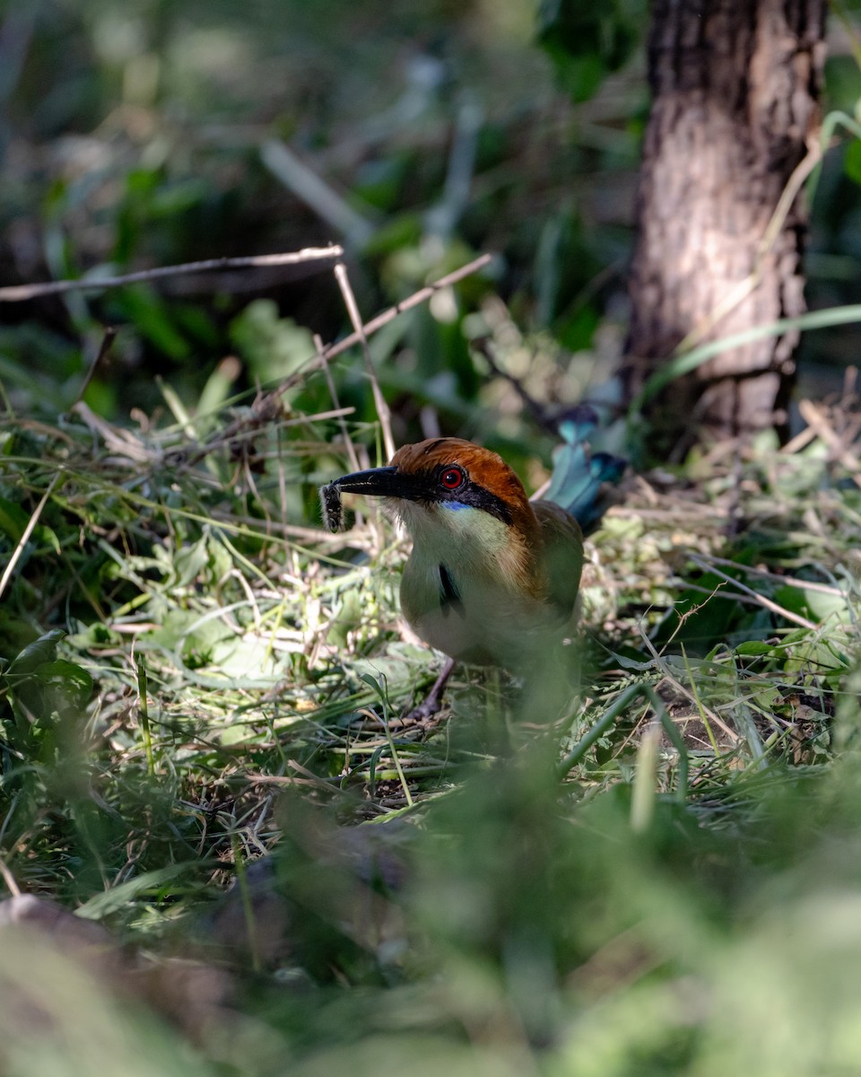 Russet-crowned Motmot - ML640163533