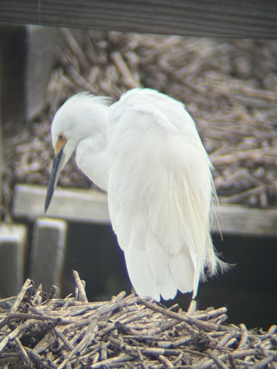 Snowy Egret - ML640163569