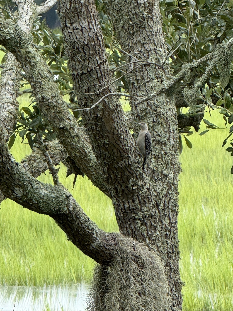 Red-bellied Woodpecker - ML640163584