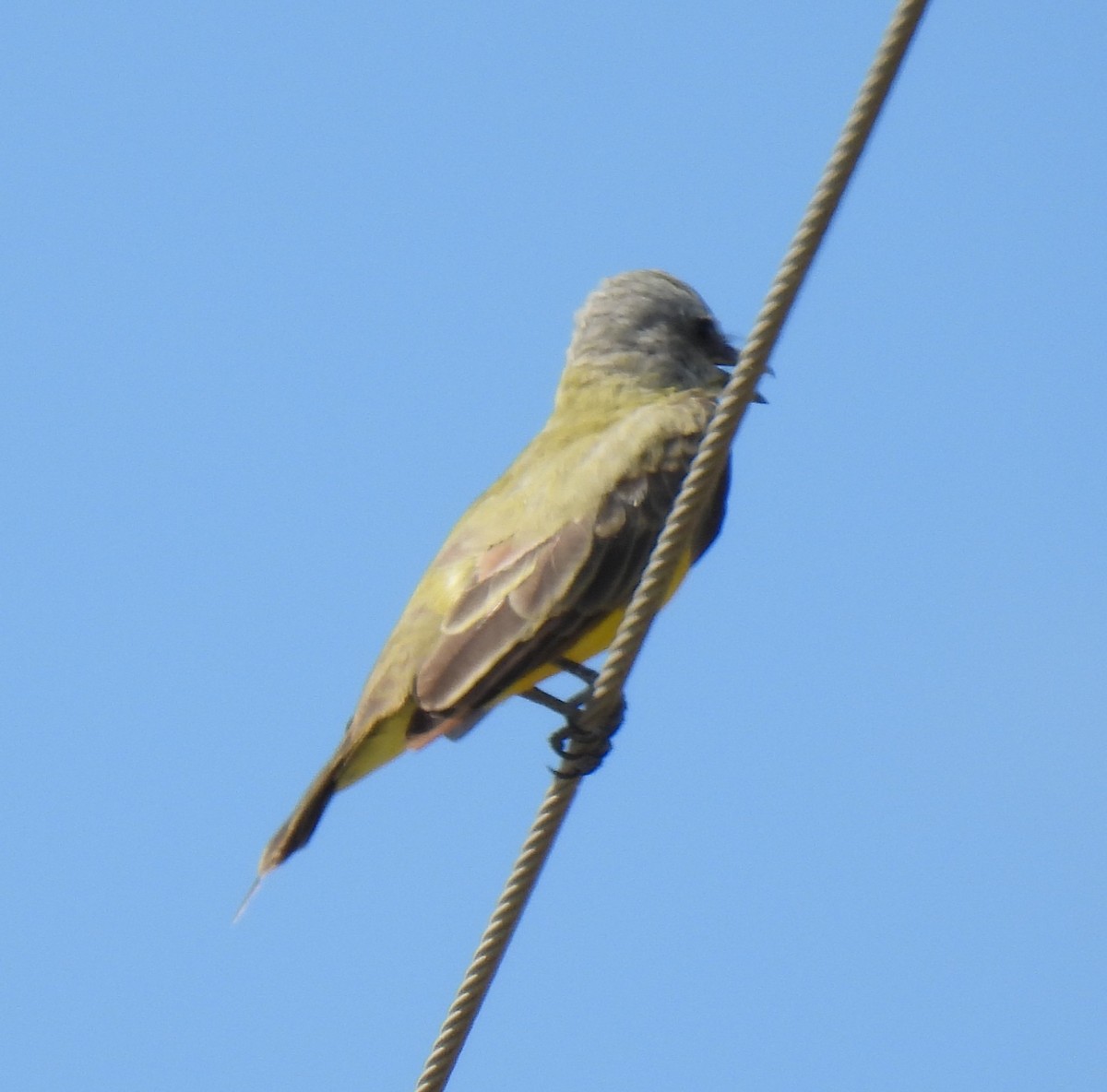 Couch's Kingbird - ML640163619