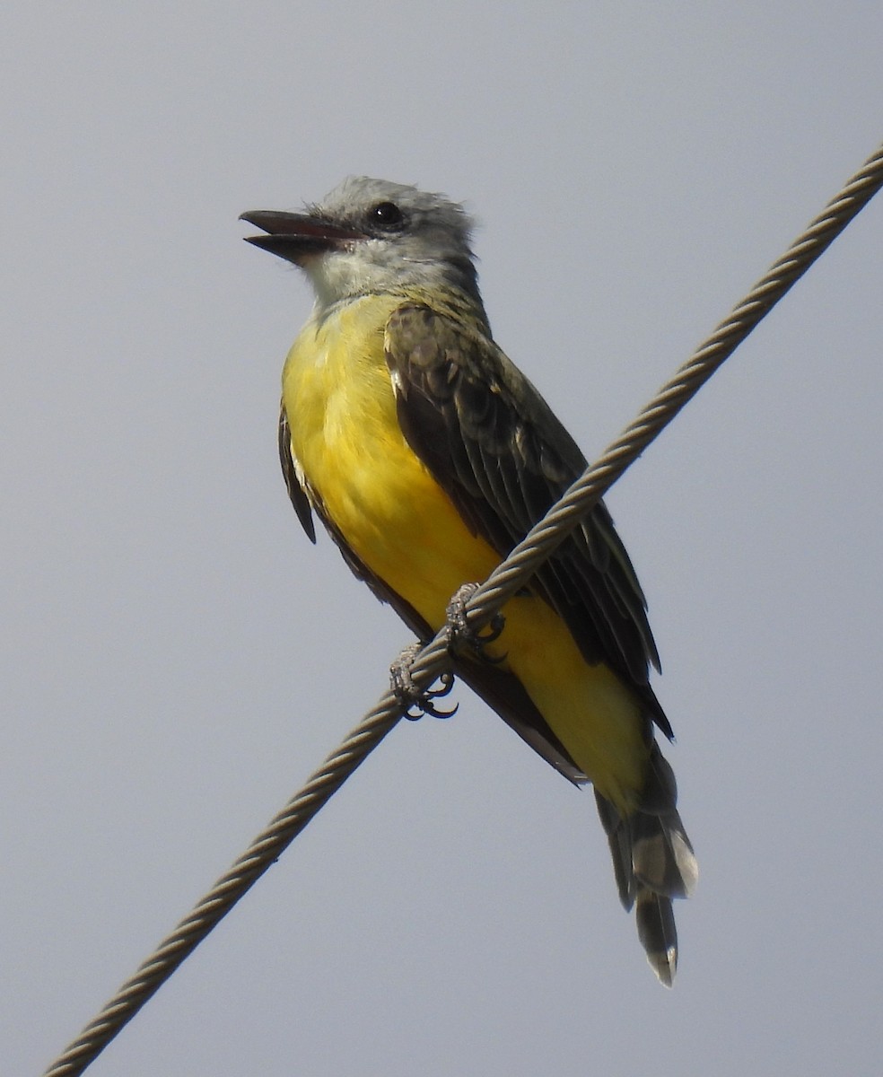 Couch's Kingbird - ML640163622