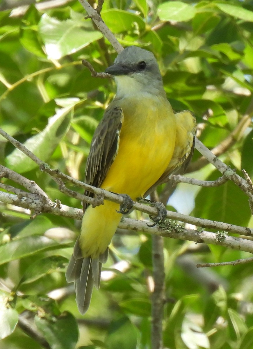 Couch's Kingbird - ML640163625