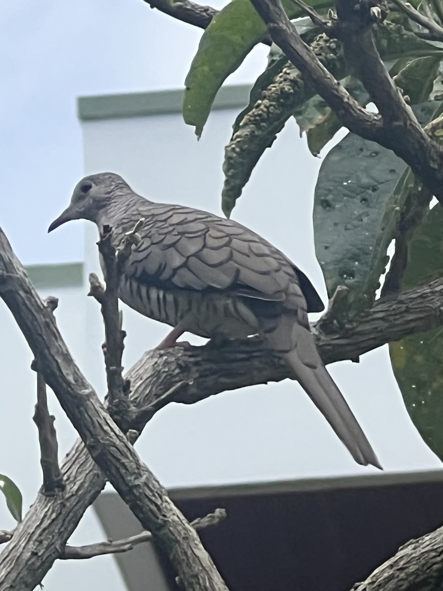 kaktusdue - ML640163653