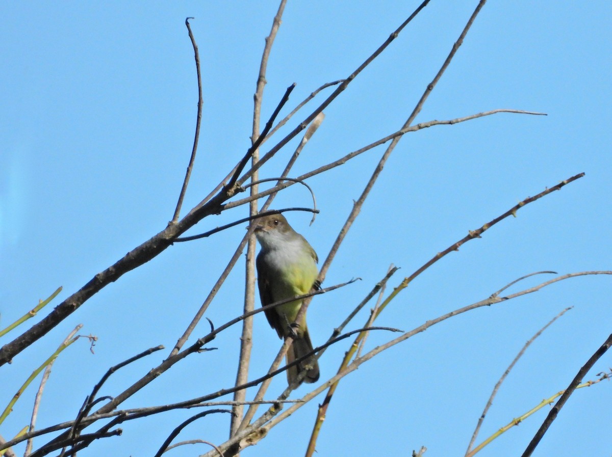 Swainson's Flycatcher - ML640163672