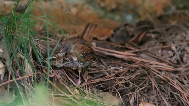 Carolina Wren - ML640163709
