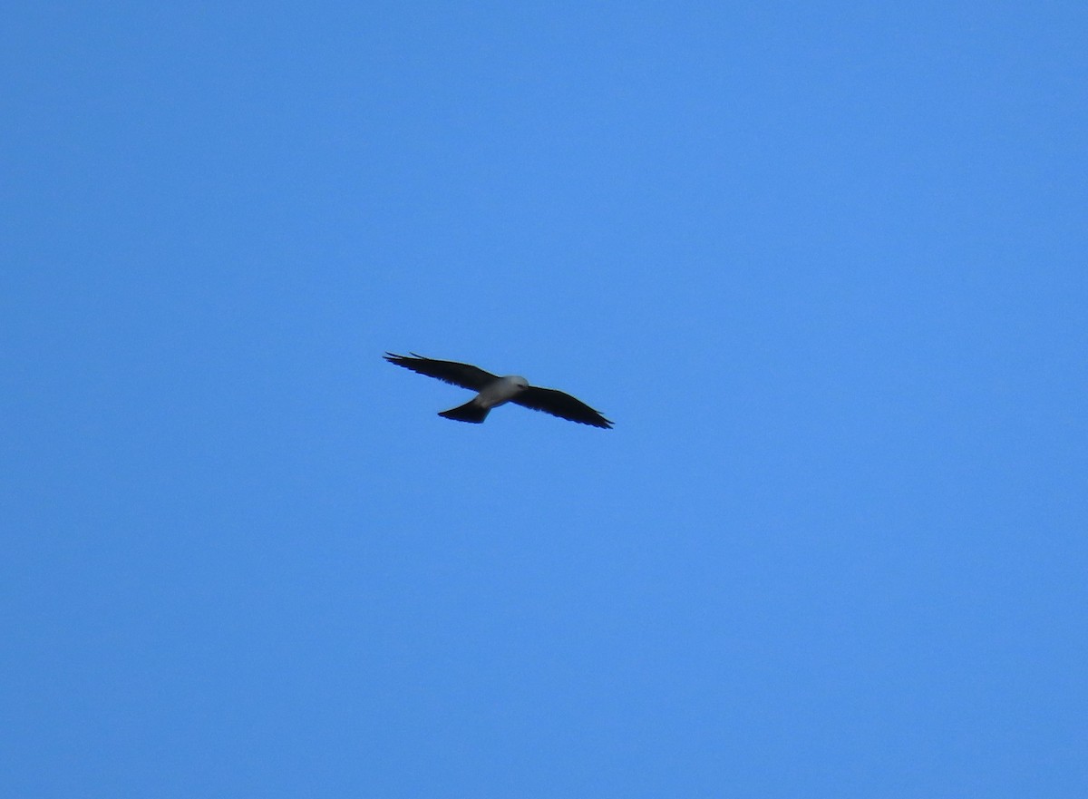 Mississippi Kite - ML640163738