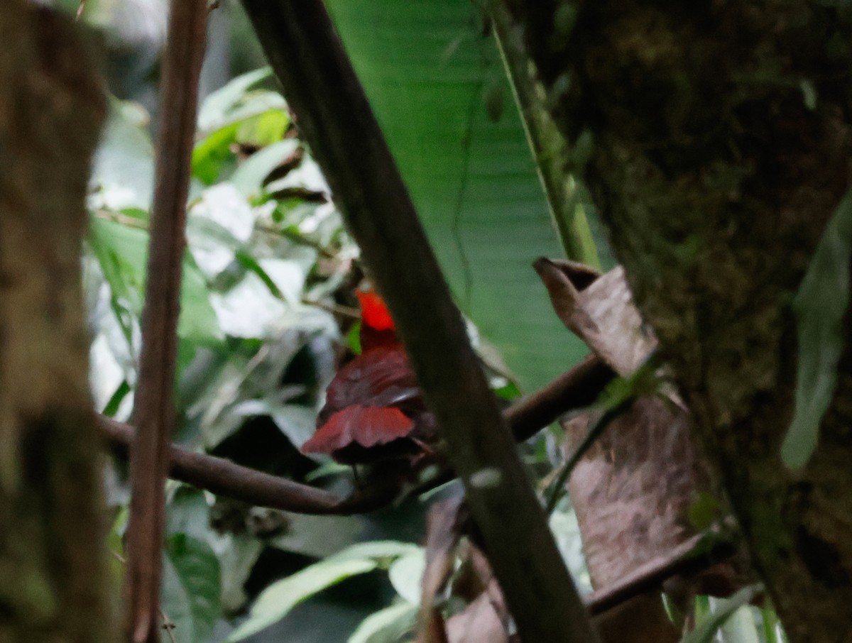 Crested Ant-Tanager - ML640163825