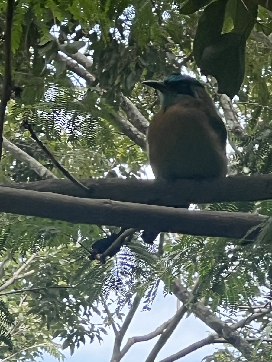 diademmotmot - ML640163857