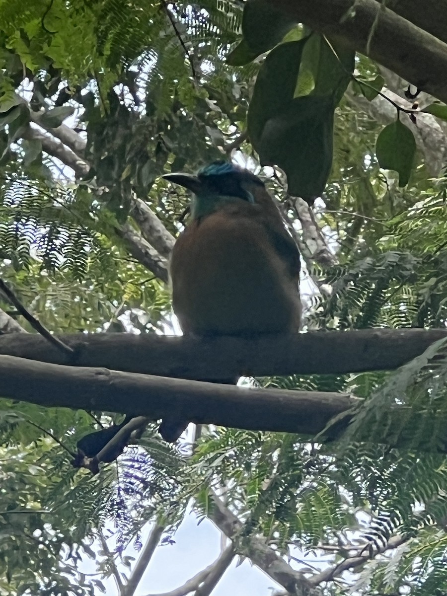 diademmotmot - ML640163858