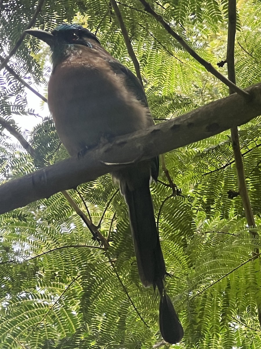 diademmotmot - ML640163859