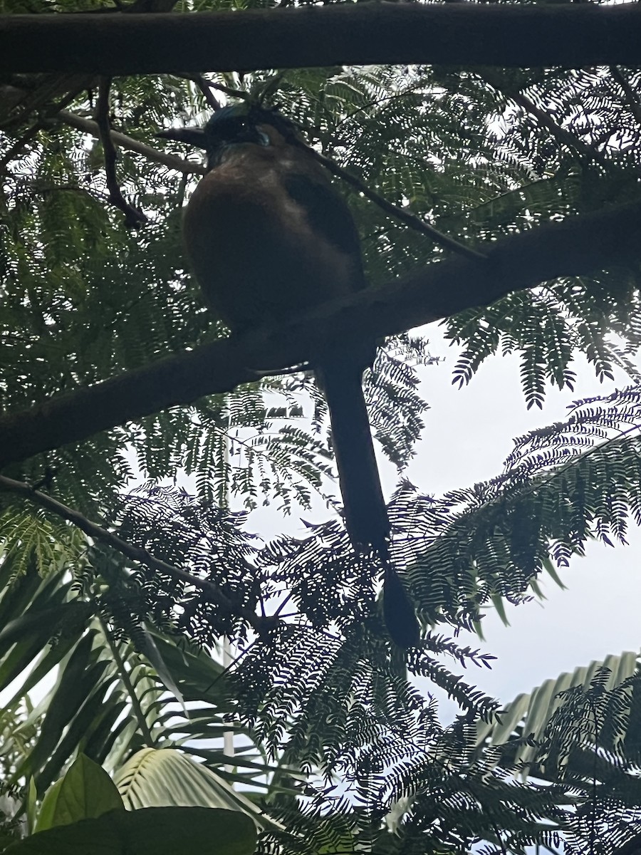 diademmotmot - ML640163860