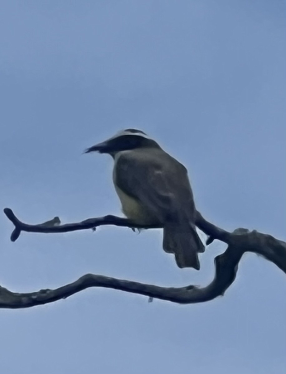 haciendatyrann - ML640163866
