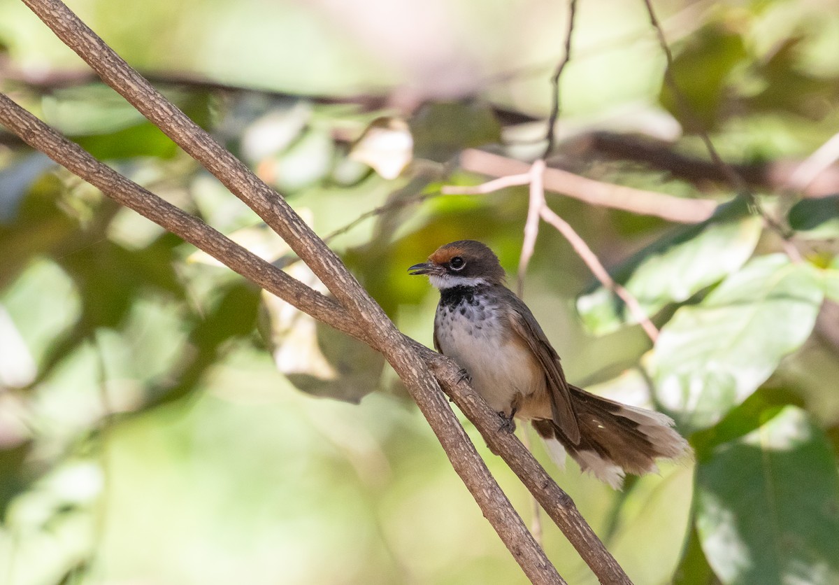 Arafura Fantail - ML640163955