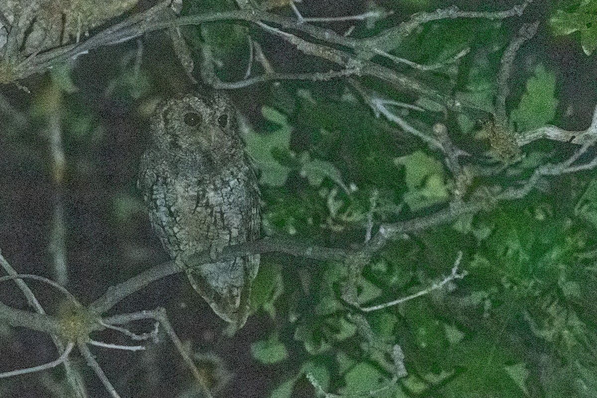 Flammulated Owl - ML640164012