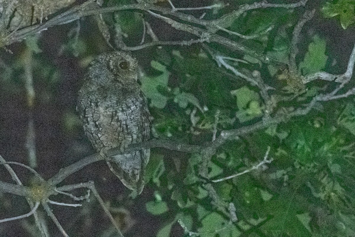 Flammulated Owl - ML640164013