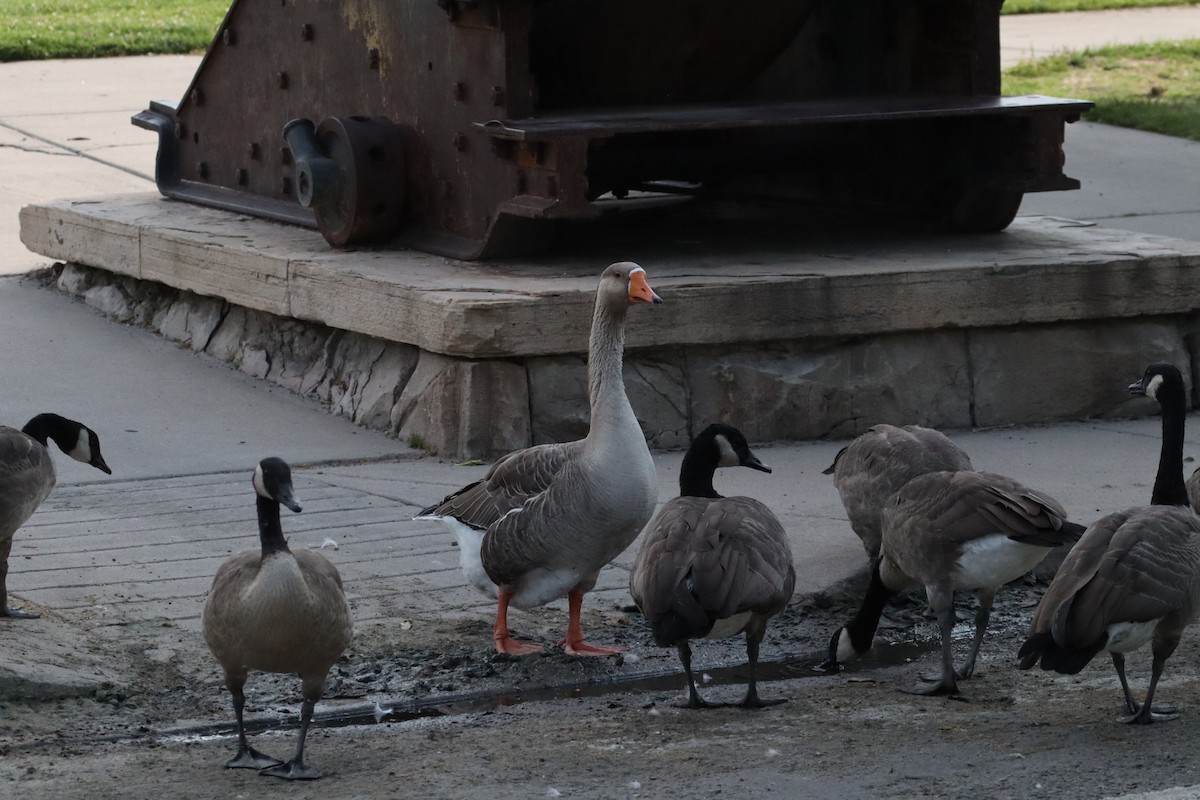 Graylag Goose (Domestic type) - ML640164024