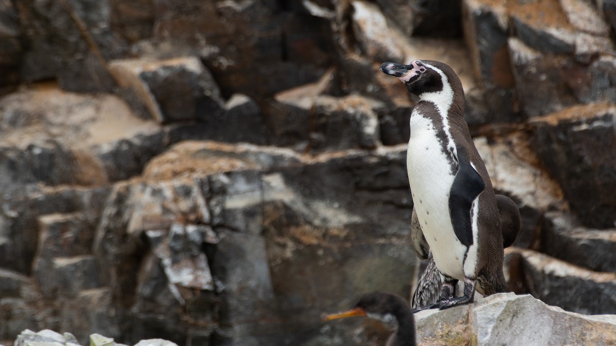 Pingüino de Humboldt - ML640164035