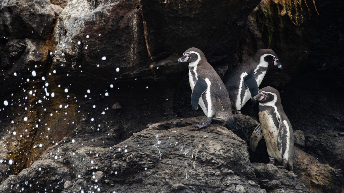 Pingüino de Humboldt - ML640164036