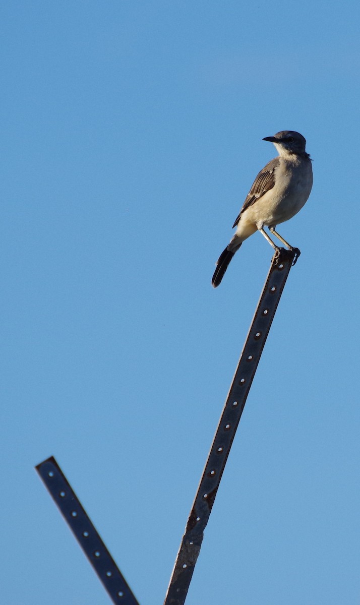 Northern Mockingbird - ML640164038