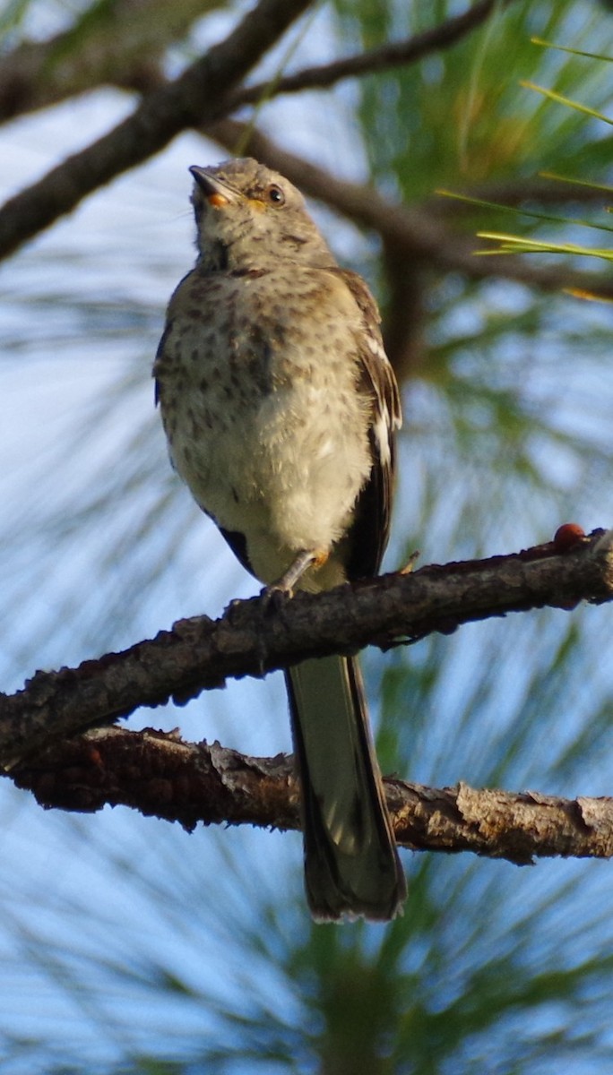 Northern Mockingbird - ML640164039