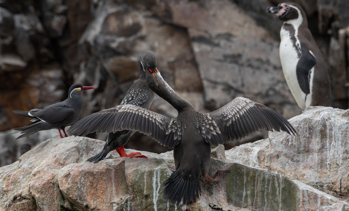 Cormorán Chuita - ML640164051