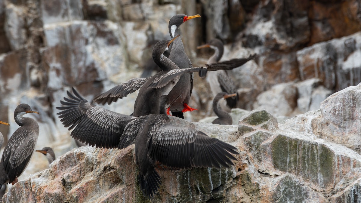 Cormorán Chuita - ML640164052