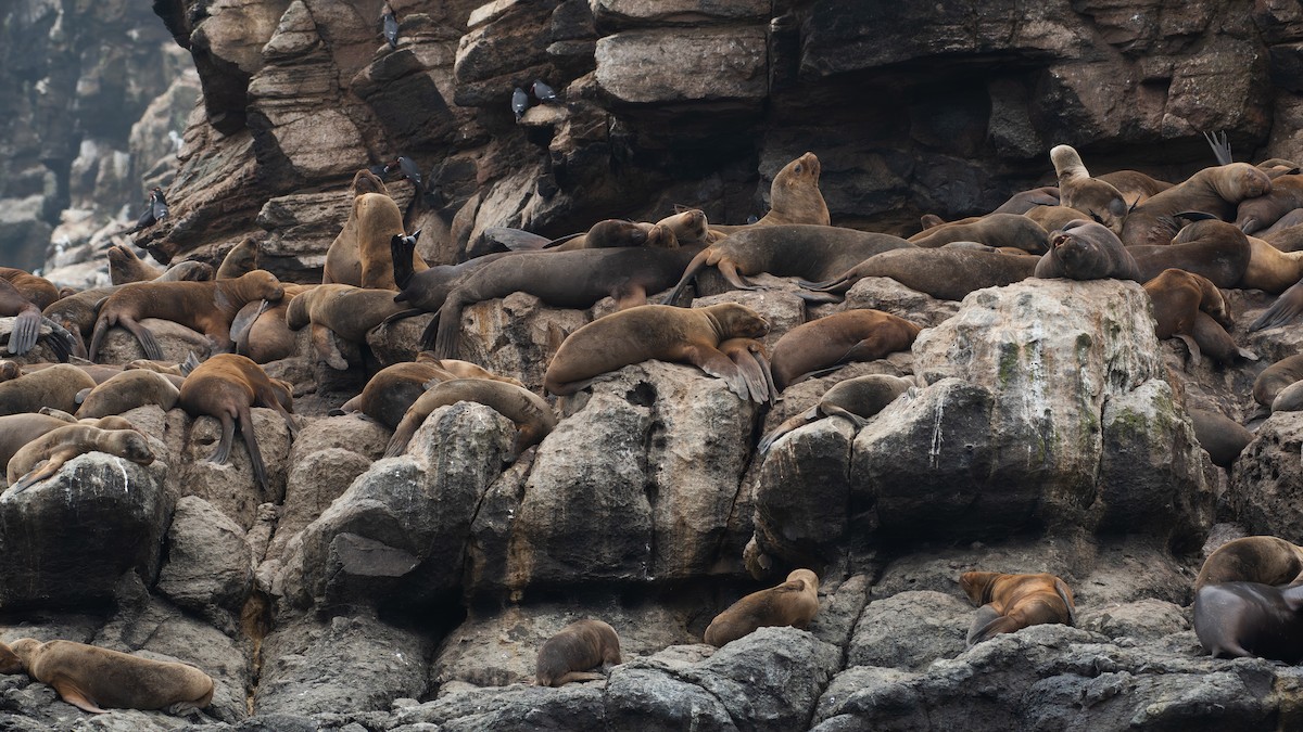 Animales - ML640164061