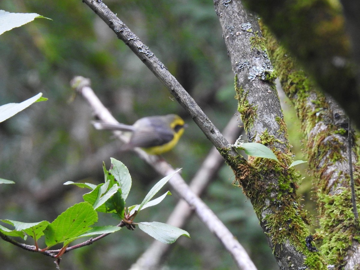 Yellow-bellied Fairy-Fantail - ML640164175