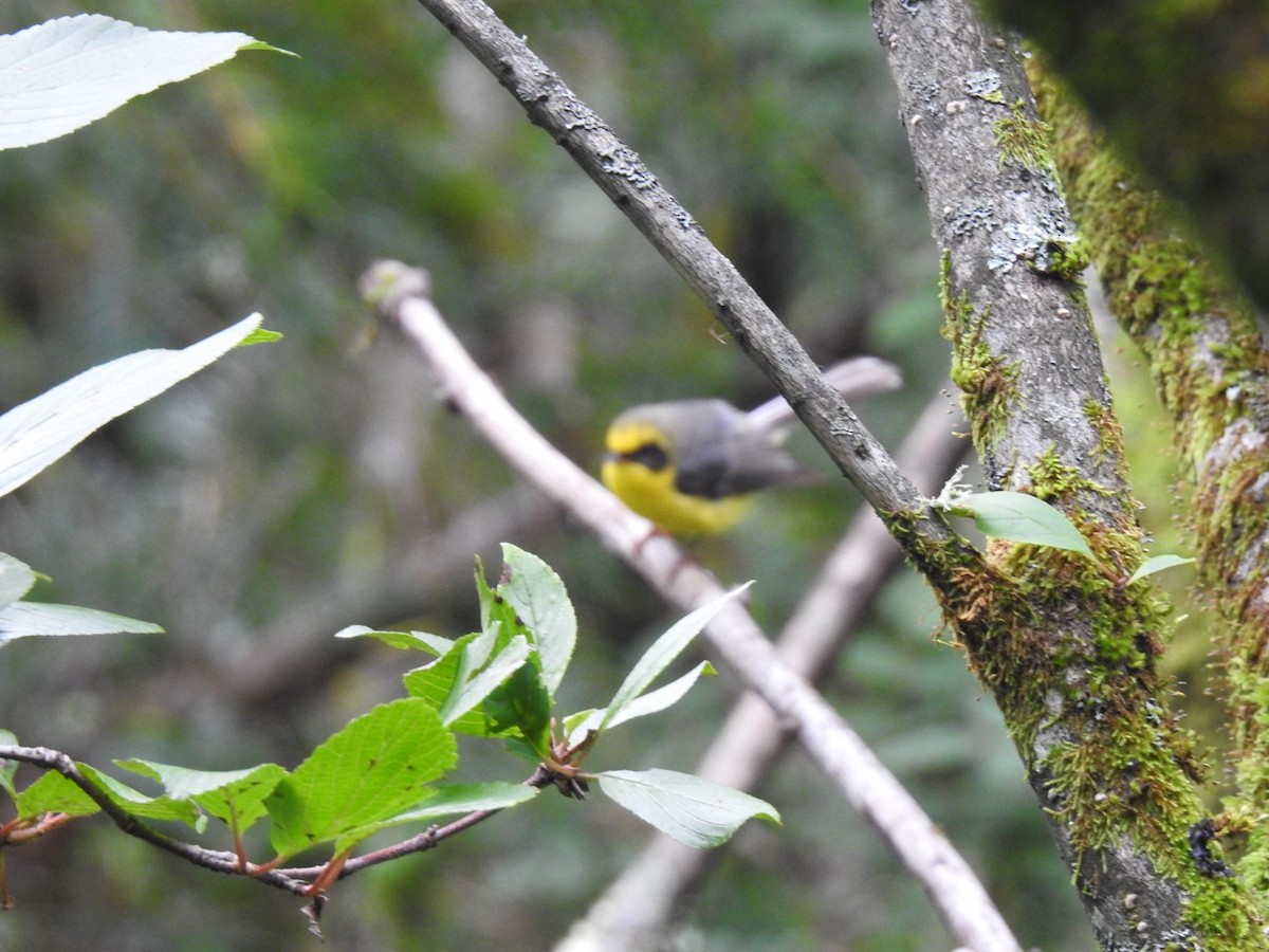 Yellow-bellied Fairy-Fantail - ML640164176