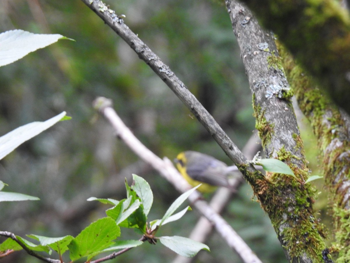 Yellow-bellied Fairy-Fantail - ML640164177