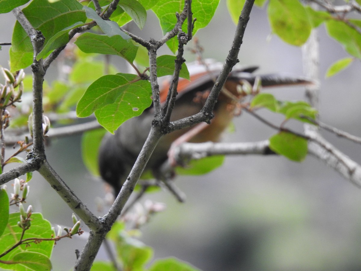 Variegated Laughingthrush - ML640164260