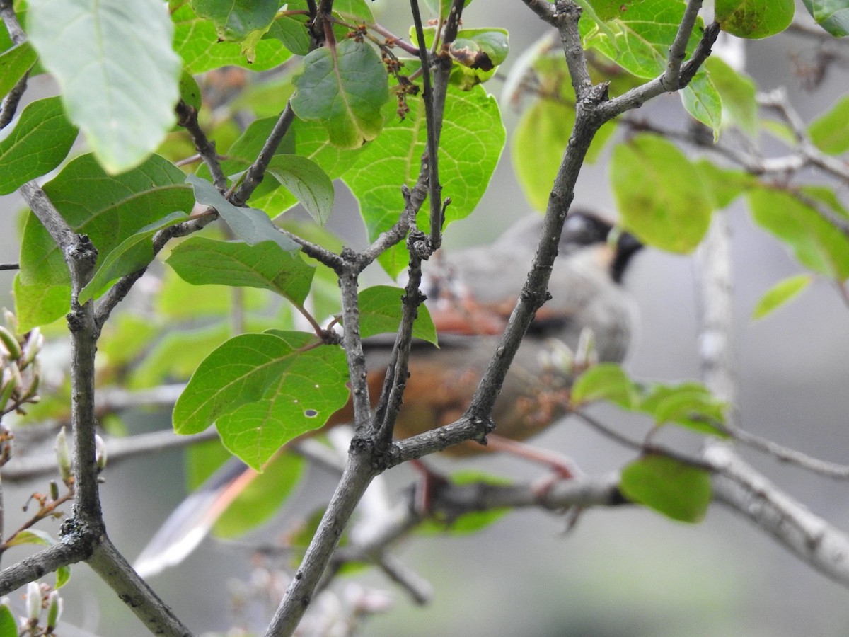 Variegated Laughingthrush - ML640164261